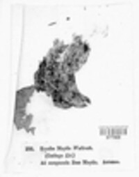 Mycosarcoma maydis image